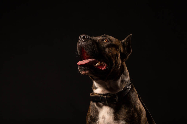 Portré a Happy American Staffordshire Terrier Dog izolált fekete háttér, front view - Fotó, kép