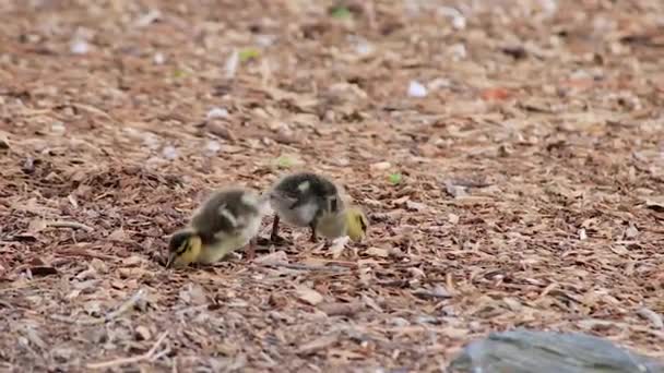 μωρό πάπιες ξύσιμο στο χώμα - Πλάνα, βίντεο