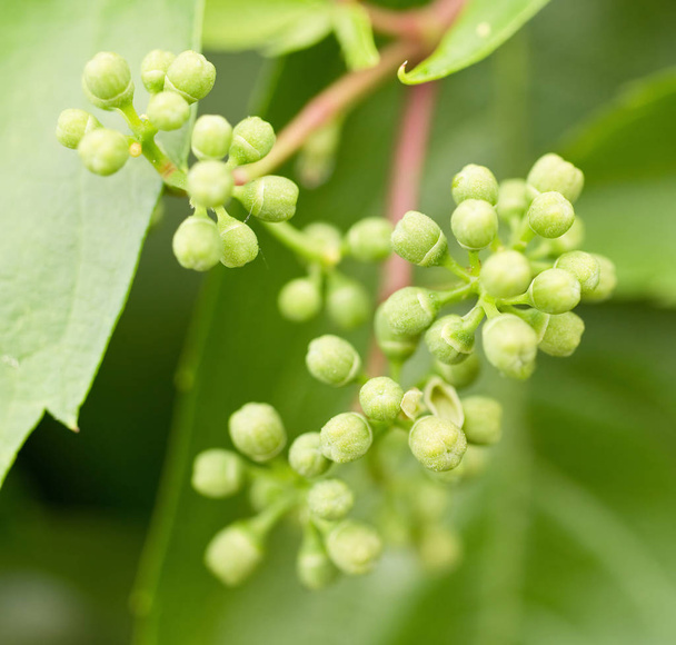 Berries of Virginia creeper  - Foto, imagen