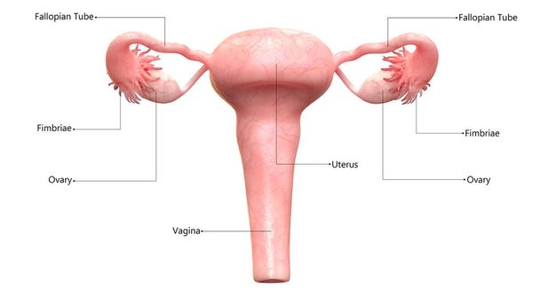 Ženský reprodukční systém s popisky anatomie - Fotografie, Obrázek