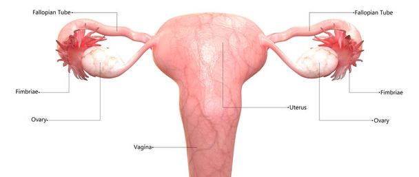 Weibliches Fortpflanzungssystem mit Etiketten Anatomie - Foto, Bild