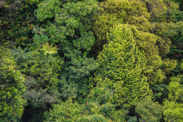 Ідеальний зеленої і густий тропічними лісами. Arial перегляд фону на сонячний день. - Фото, зображення