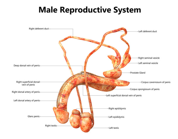 männliches Fortpflanzungssystem mit Etiketten Anatomie - Foto, Bild