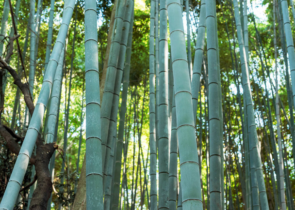 Bamboo Forest Arashiyama, Japan, Kyoto - Фото, изображение