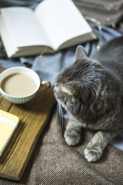 Μια γκρι αφράτο συντροφιάς γάτα σε μια κουβέρτα δίπλα σε ένα φλιτζάνι καφέ και ένα βιβλίο. Ζεστή ατμόσφαιρα για χαλάρωση στο σπίτι το φθινόπωρο ή το χειμώνα - Φωτογραφία, εικόνα