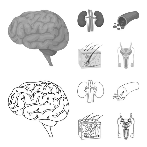 Cerebro, riñón, vaso sanguíneo, piel. Los órganos establecen iconos de colección en el contorno, el estilo monocromo vector símbolo stock ilustración web
. - Vector, Imagen