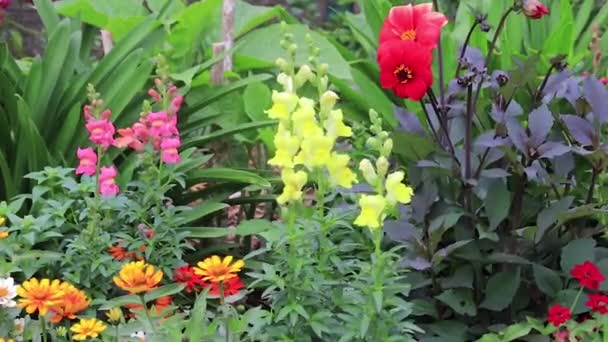 Cynia peoniesand snapdraggons w ogrodzie kwiat - Materiał filmowy, wideo