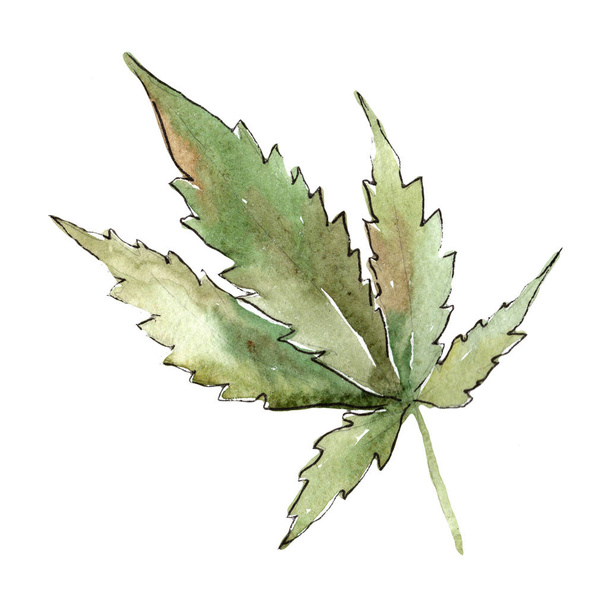 Hojas de cannabis verde en un estilo acuarela aislado. Hoja de acuarela para fondo, textura, patrón de envoltura, marco o borde
. - Foto, imagen