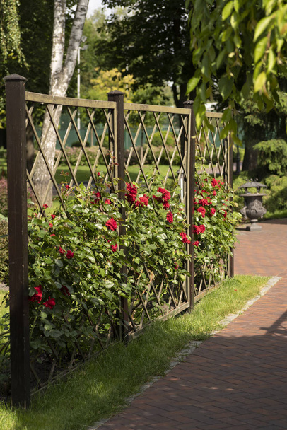 reticolo giardino sulla cornice in giardino con fiori
 - Foto, immagini