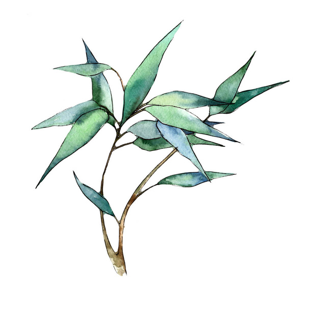 Bamboo leaves in a watercolor style isolated. Aquarelle leaf for background, texture, wrapper pattern, frame or border. - Φωτογραφία, εικόνα
