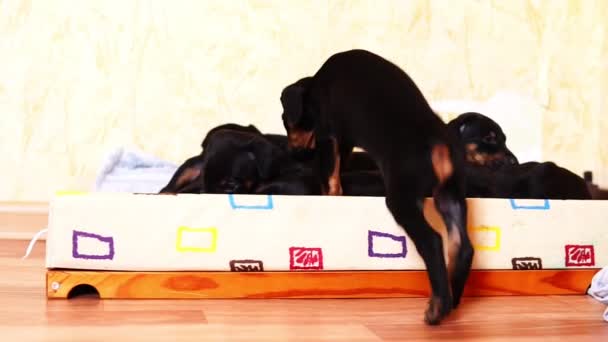 A little baby dog doberman jumps into the basket to his fellow puppies. - Footage, Video