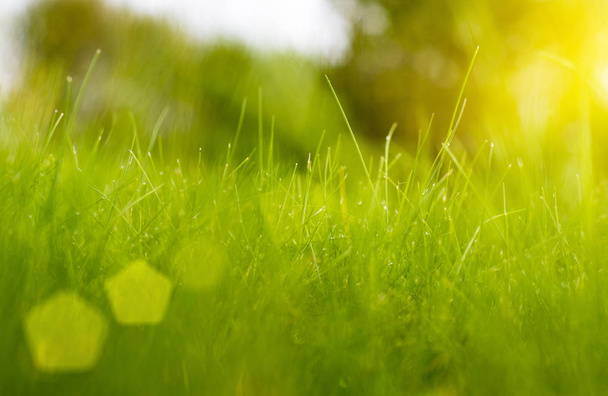Green grass under rays of sun. - Φωτογραφία, εικόνα