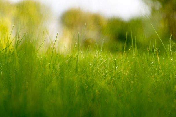 Green grass under rays of sun. - Foto, Imagen