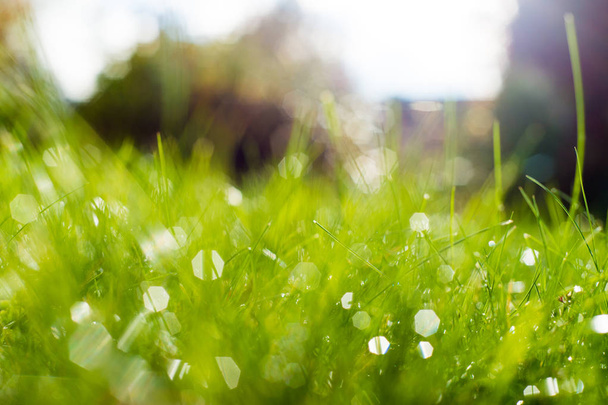 Green grass under rays of sun. - Foto, immagini