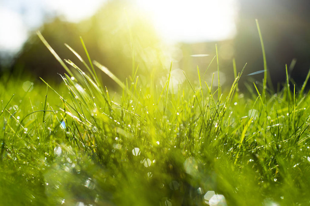 Green grass under rays of sun. - 写真・画像