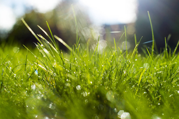 Green grass under rays of sun. - Foto, afbeelding