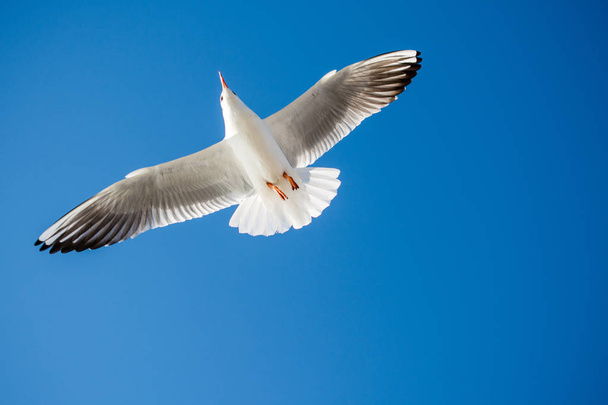 Одинокая чайка летит на голубом фоне неба - Фото, изображение