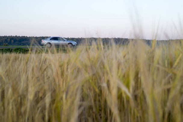 Rye grain harvest on rye field. - Foto, imagen