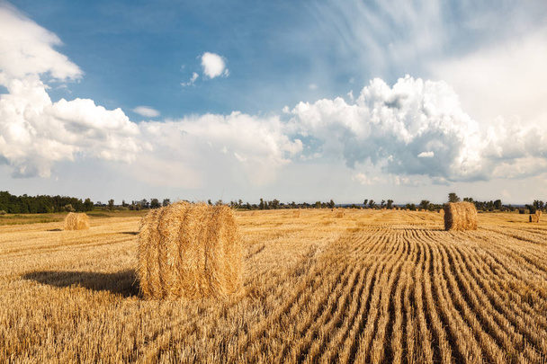 An agricultural field of harvested cereals and straw bales under big clouds in the blue sky - Photo, Image