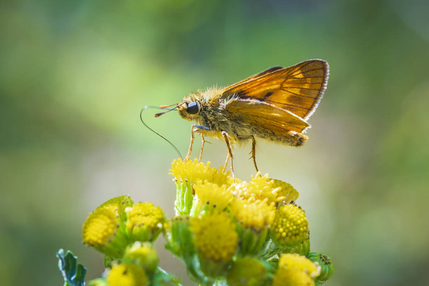 Κινηματογράφηση σε πρώτο πλάνο πεταλούδα μεγάλη skipper (Ochlodes sylvanus) σε ένα κίτρινο λουλούδια πίνοντας νέκταρ. - Φωτογραφία, εικόνα