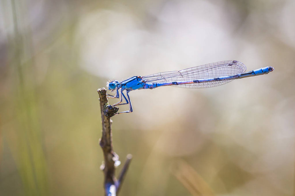 一般的な青いイトトンボ、共通 bluet または北青 Enallagma cyathigerum、彼の体に沿って彼の翼で緑の草の葉で休むはクローズ アップ マクロ。抽象的な構成  - 写真・画像