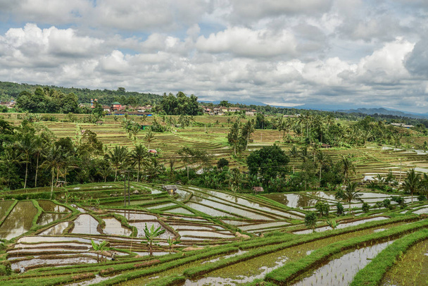 Green rice fields on Bali island, Jatiluwih near Ubud, Indonesia - 写真・画像