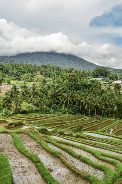 Green rice fields on Bali island, Jatiluwih near Ubud, Indonesia - Φωτογραφία, εικόνα