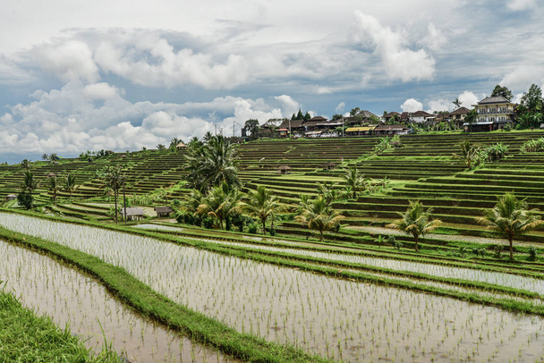 Green rice fields on Bali island, Jatiluwih near Ubud, Indonesia - Photo, image
