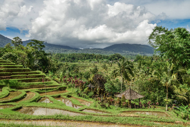 Green rice fields on Bali island, Jatiluwih near Ubud, Indonesia - 写真・画像