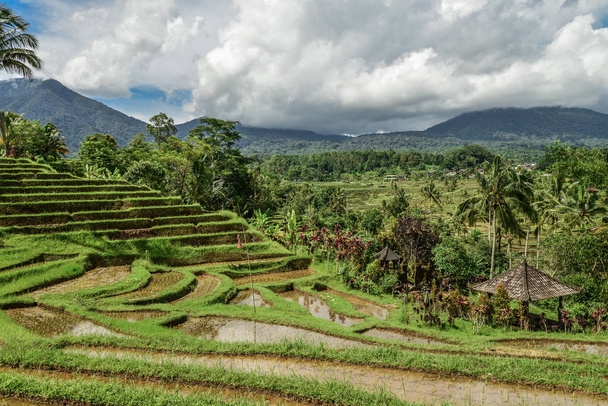 Green rice fields on Bali island, Jatiluwih near Ubud, Indonesia - Foto, Bild