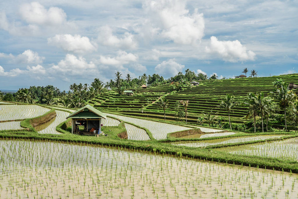 Зеленые рисовые поля на острове Бали, Джатилуви около Убуда, Индонезия - Фото, изображение