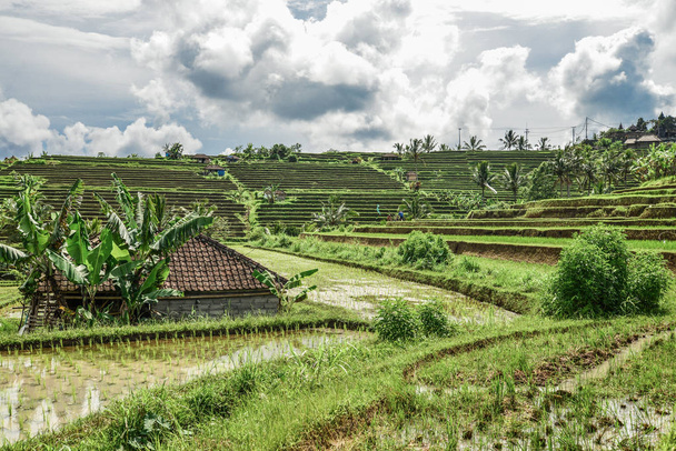 Campos de arroz verde en la isla de Bali, Jatiluwih, cerca de Ubud, Indonesia
 - Foto, imagen
