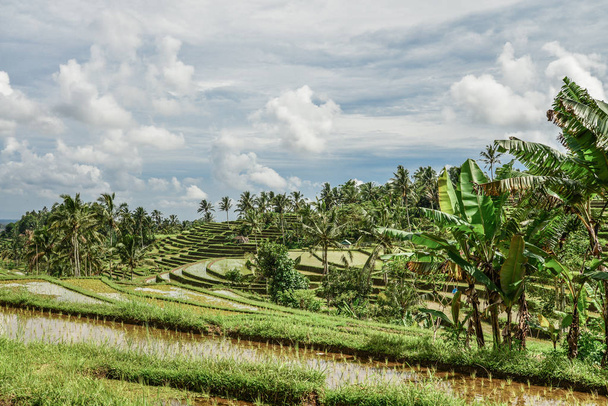 Green rice fields on Bali island, Jatiluwih near Ubud, Indonesi - Фото, изображение