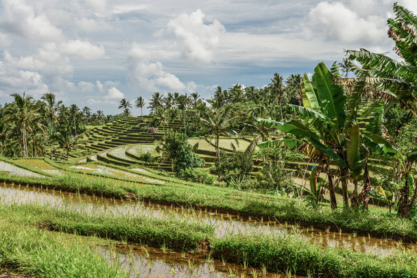 Green rice fields on Bali island, Jatiluwih near Ubud, Indonesia - Zdjęcie, obraz