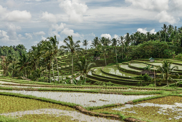 Green rice fields on Bali island, Jatiluwih near Ubud, Indonesia - Foto, Imagen