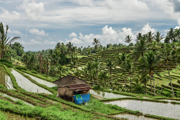 Green rice fields on Bali island, Jatiluwih near Ubud, Indonesia - Фото, зображення