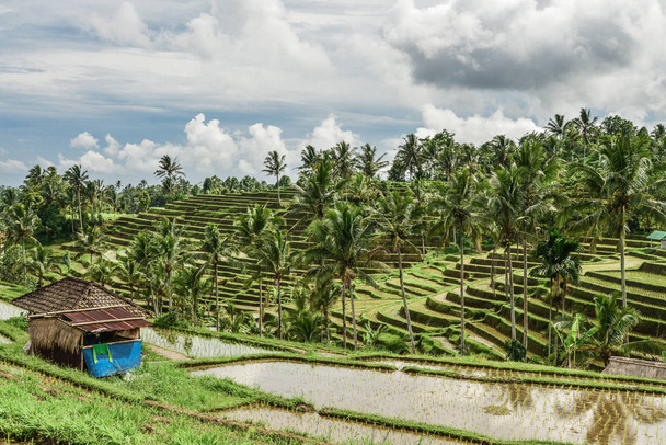 Green rice fields on Bali island, Jatiluwih near Ubud, Indonesia - Foto, Bild