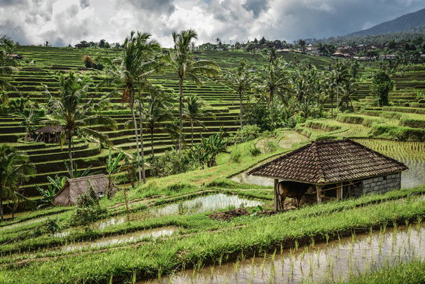Green rice fields on Bali island, Jatiluwih near Ubud, Indonesia - Zdjęcie, obraz