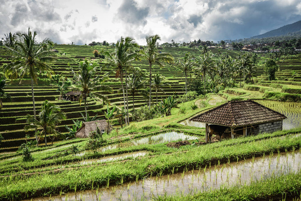 Green rice fields on Bali island, Jatiluwih near Ubud, Indonesia - Valokuva, kuva
