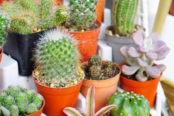 Colección de diferentes tipos de cactus
 - Foto, imagen