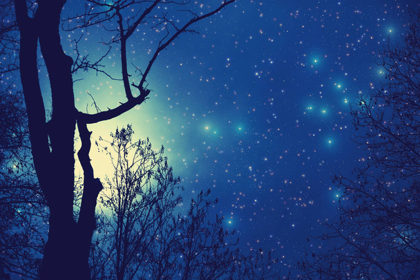 estrellas brillantes que brillan en el cielo nocturno sobre siluetas oscuras de árboles, concepto de espacio
  - Foto, imagen