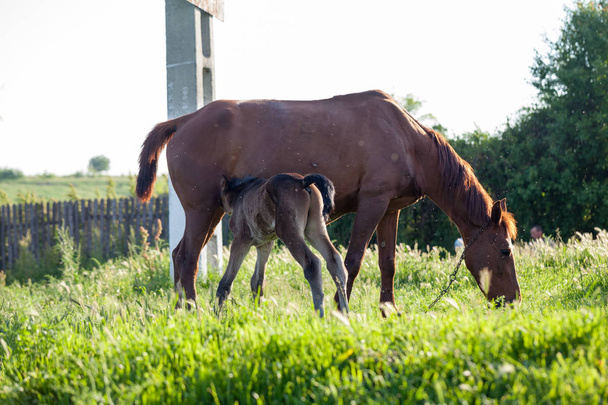 Mother and baby horse in the village - Foto, imagen