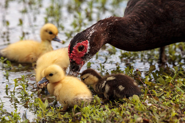 Утята матерей и малышей-москвичей собираются вместе в пруду в Неаполе, штат Флорида, летом
. - Фото, изображение
