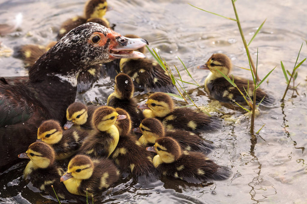 Матері і дитини Московії Каченята Cairina moschata стадо разом у ставок в Неаполі, штат Флорида в літо. - Фото, зображення