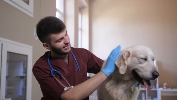 Üniforma ile geçti silah gülümseyen köpek veteriner - Video, Çekim