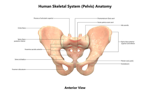 Illustration 3D de l'anatomie du bassin du système squelettique humain
 - Photo, image