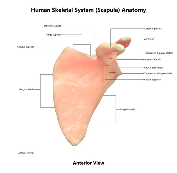 3D Illustration der Anatomie des menschlichen Skelettsystems Schulterblatt - Foto, Bild