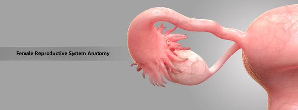 Anatomie van het vrouwelijke voortplantingssysteem - Foto, afbeelding