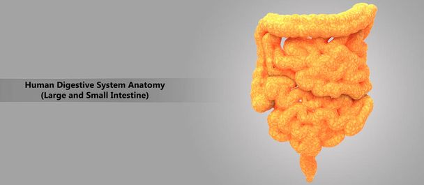 Ilustração 3D da anatomia do sistema digestivo humano
 - Foto, Imagem
