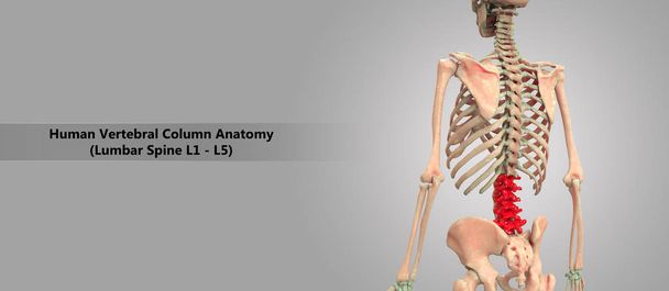 3D Illustration of Human Skeleton System Vertebral Column Lumbar Vertebrae Anatomy - Photo, Image